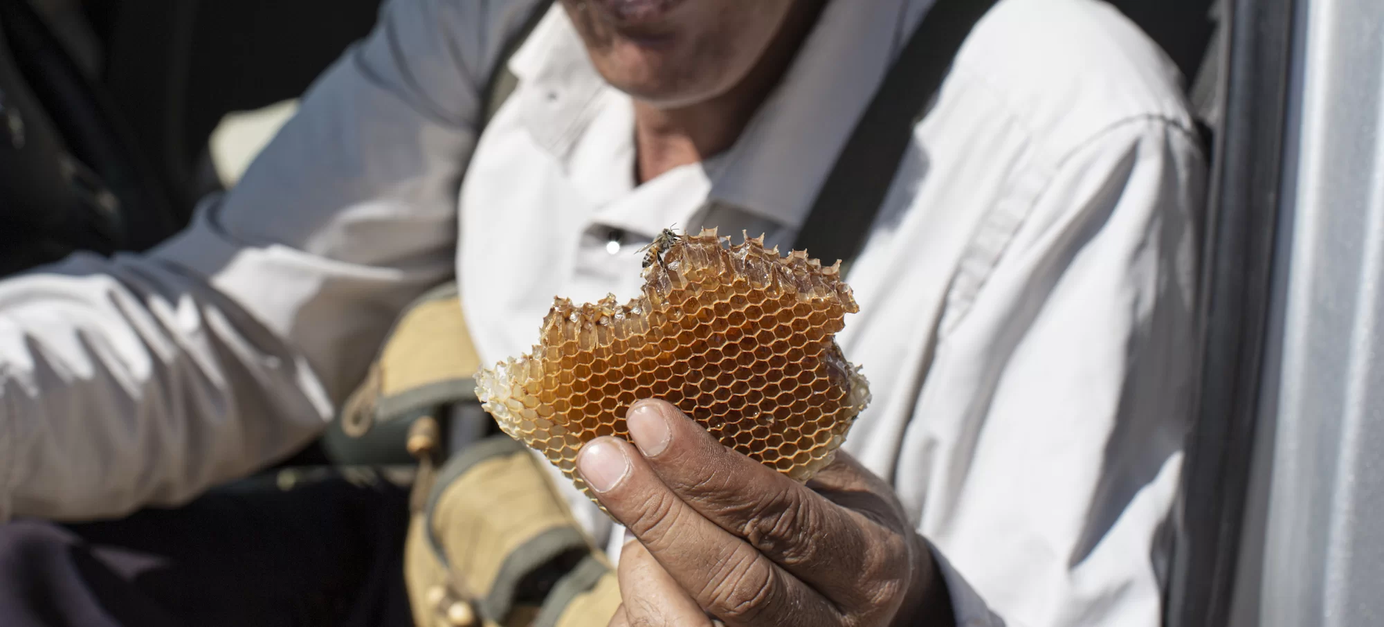 An Ancient Tradition at Risk: Yemen’s Beekeeping and Honey Production in Times of War